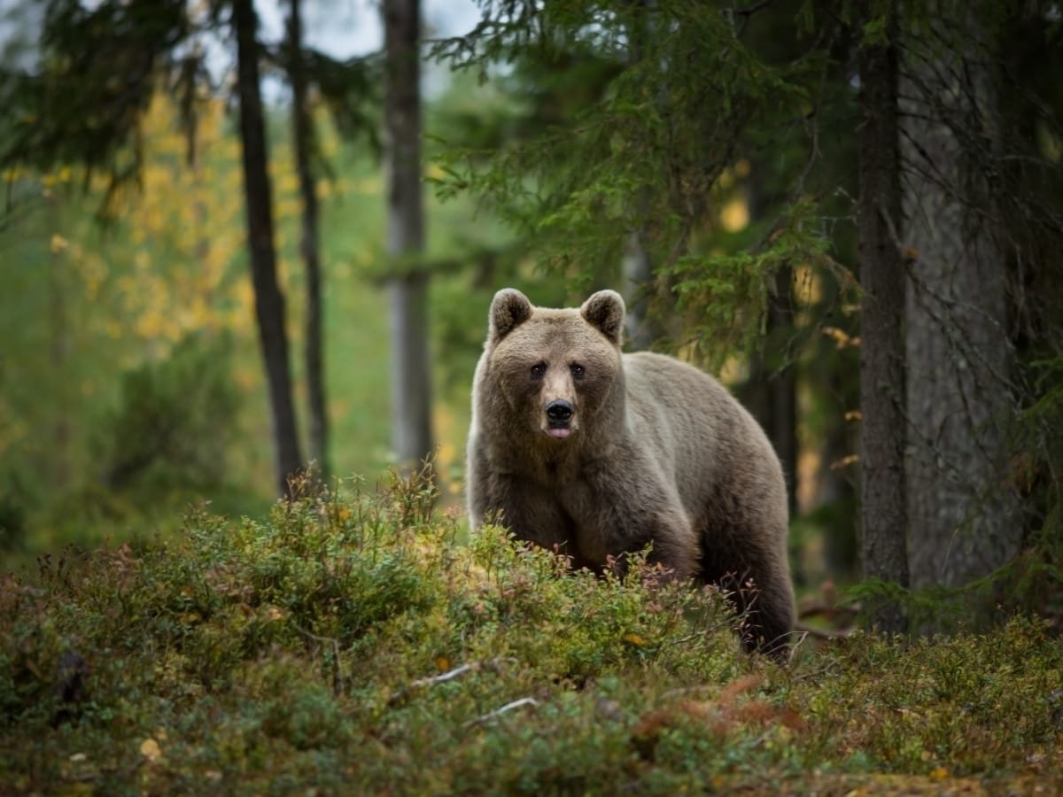 Bear